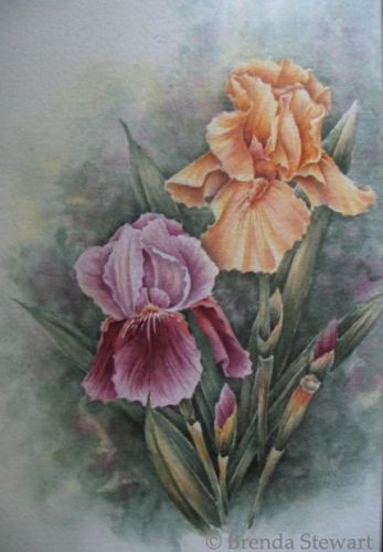 Iris