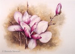 Japanese Magnolia
