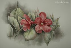 Mandevilla